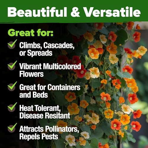 HOME GROWN Nasturtium 250+ Seeds, Dwarf Tall Trailing Mix, Tropaeolum majus - Image 6