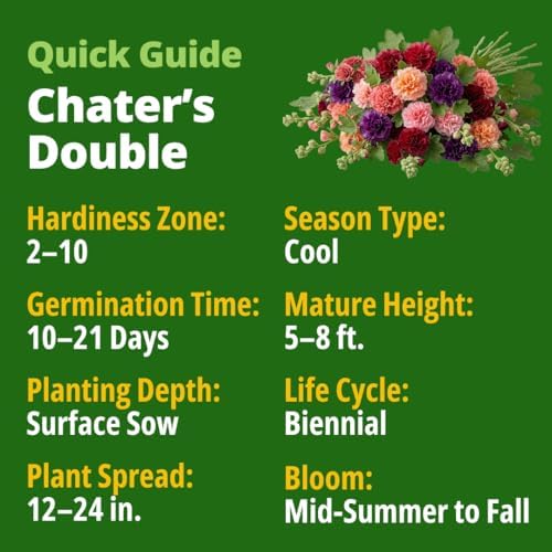 HOME GROWN Hollyhock Seeds, Chater's Double Mix, 2,400 Seeds, Alcea rosea - Image 3