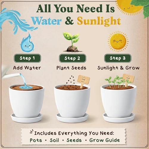 Seedboy Organic Non-GMO Herb Seeds for Planting (Herb Garden Starter Kit) - Image 3
