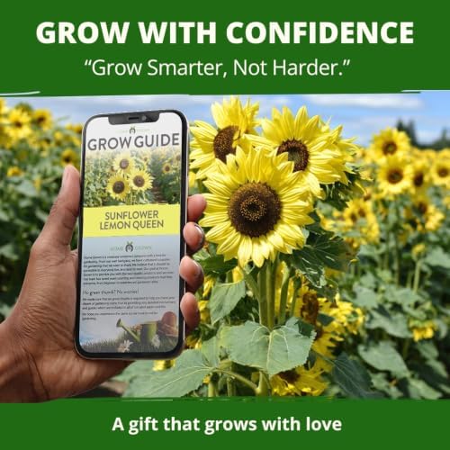 HOME GROWN Lemon Queen Sunflower Seeds, 100 Seeds, Helianthus annuus - Image 7