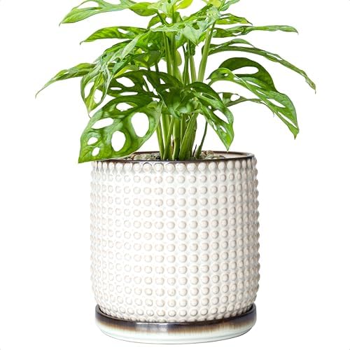 D'vine Dev Beaded Ceramic Pot with Saucer, 6 in, Smoked White, 27-C-X-1 by DvineDevPlanterPotsandStand