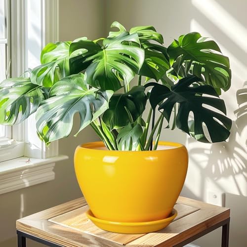 Ceramicfor Ceramic Planter - 10 Inch Plant Pot for Indoor Outdoor Plants Glaze Modern Round Planter with Drainage Hole and Saucer for Garden Office Home Room Patio Decor, Yellow - Image 6