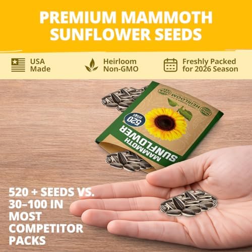 HOME GROWN Giant Mammoth Sunflower Seeds, 520+ Seeds, Helianthus annuus - Image 7
