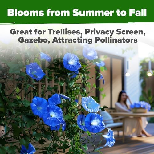 HOME GROWN Heavenly Blue Morning Glory Seeds, 150 Seeds, Ipomoea Tricolor - Image 6