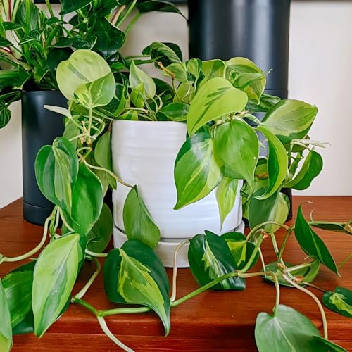 HERDUK 6 Inch Plant Pots, Ceramic Planter Pot with Drainage Hole & Saucer, Indoor/Outdoor Cylinder Round Planter Pot, Matte White - Image 2