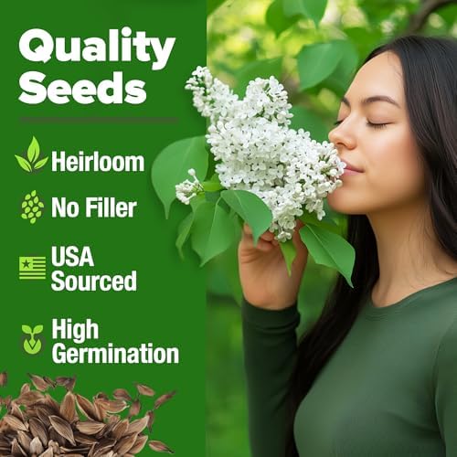 HOME GROWN White Lilac Seeds, 53 Seeds, Syringa reticulata - Image 2