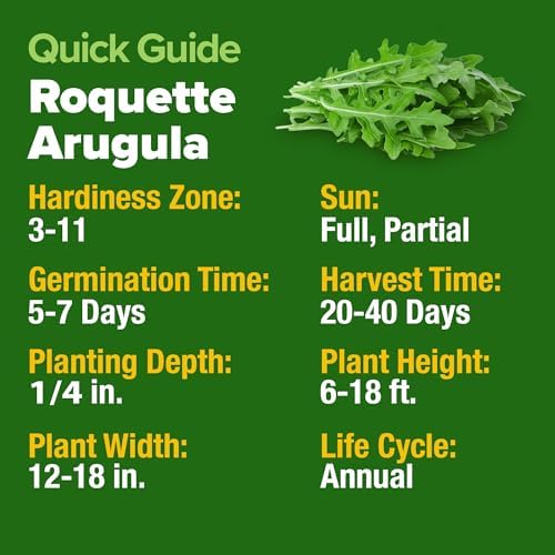HOME GROWN Arugula Roquette Seeds, 2,175+ Seeds, Eruca vesicaria - Image 4