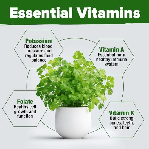 HOME GROWN Cilantro Coriander Seeds, 500+ Seeds - Image 6