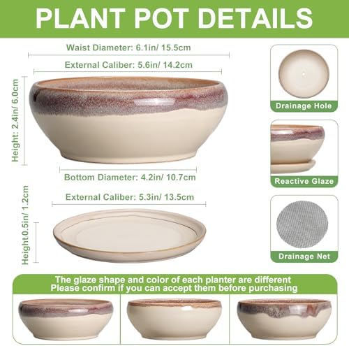 SQOWL Small Bonsai Pots - 6 Inch Ceramic Plant Pots for Succulents, Shallow Planter with Drainage Hole and Saucer, Round Planters for Indoor Outdoor Cactus Plants, House Decor, Birthday Gifts, Beige - Image 2