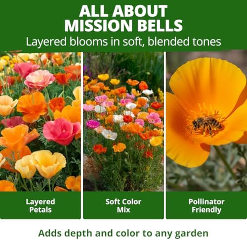 HOME GROWN Mission Bells Poppy 6000 Flower Seeds Eschscholzia californica - Image 4