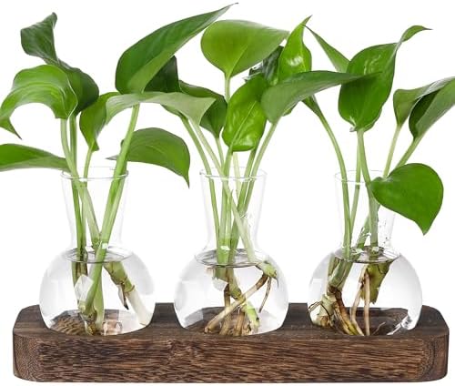 YIBOT Plant Propagation Station, Desktop Glass 3 Bulb Vase Brown Wood Tray by YIBOT