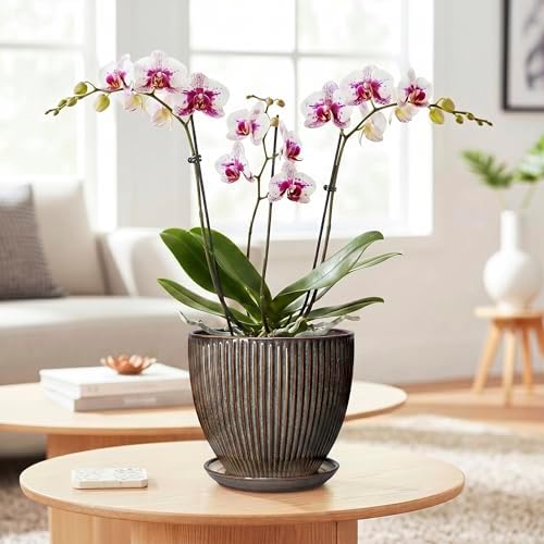 6 Inch Plant Pot, Ceramic Pots for Plants with Drainage Hole and Saucer, Decorative Planters for Indoor Plants, Small Flower Pots, Home Office Room Decor, Gifts for Plant Lovers, Retro Brown - Image 3