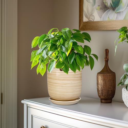 Ceramic Planter for Indoor Plants 7 Inch - Cylinder Modern Indoor Plant Pot with Drainage Hole and Saucer, Home Patio Office Bathroom Decor, Yellow - Image 4