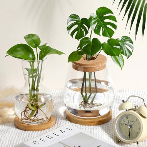 Honeydak 8 Pcs Plants Propagation Stations Desktop Glass Propagation Vases - Image 3