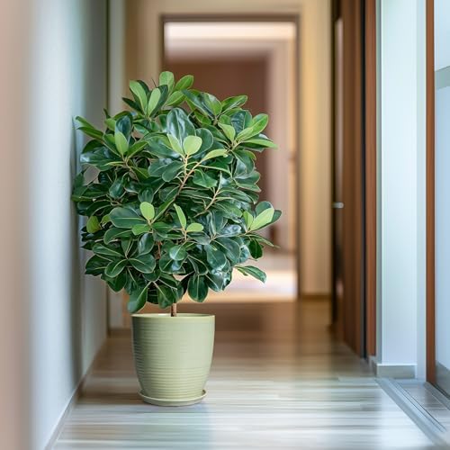 Ceramic Planter - 10 Inch Plant Pot for Indoor Outdoor with Drainage Hole and Plant Tray, Modern Round Home Office Patio Room Decor, House Warming Gifts, Green - Image 6