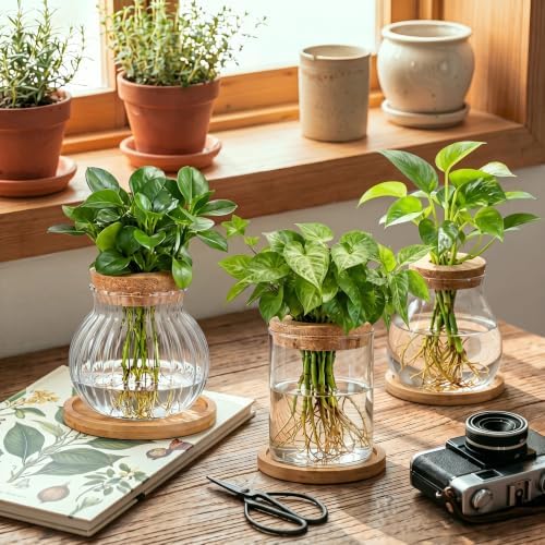 Honeydak 12 Pcs Plants Propagation Stations Desktop Glass Propagation Vases - Image 2