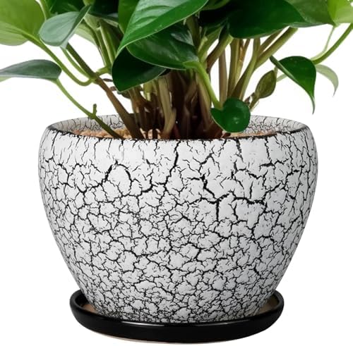 Ceramicfor Ceramic Planter Pot - 6 Inch Plant Pot with Drainage Hole and Saucer, Succulent Pot Glaze Round for Indoor Outdoor Plants, White and Black by Ceramicfor