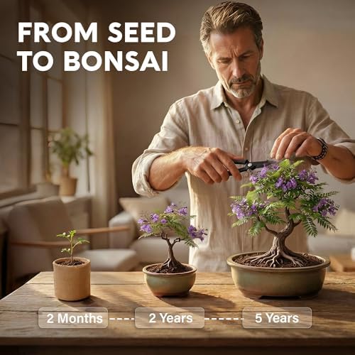 Avergo Bonsai Starter Kit – Growing Jacaranda Bonzai Tree - Image 2