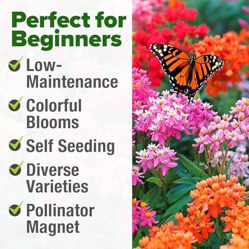 HOME GROWN Milkweed Seeds, 5 Variety Mix, 500+ Seeds, Asclepias syriaca - Image 5