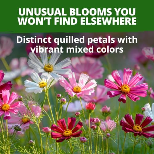 HOME GROWN Sea Shells Cosmos Seeds, 600 Seeds, Cosmos bipinnatus - Image 2