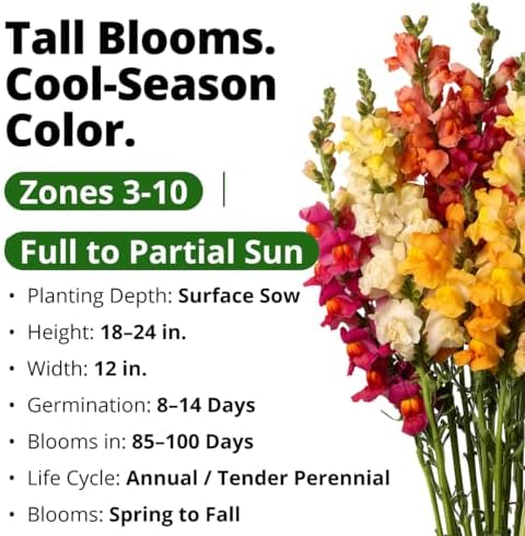 HOME GROWN Tetra Snapdragon 7000 Flower Seeds Antirrhinum majus - Image 3