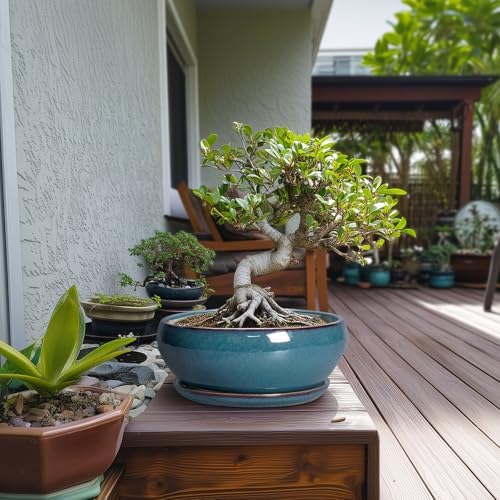 SQOWL Bonsai Pots 10 Inch, Large Ceramic Succulent Pots with Saucer, Blue - Image 3