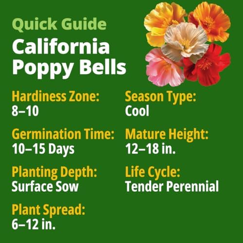 HOME GROWN Poppy 2,200 Seeds, Mission Bells, Eschscholzia californica - Image 3