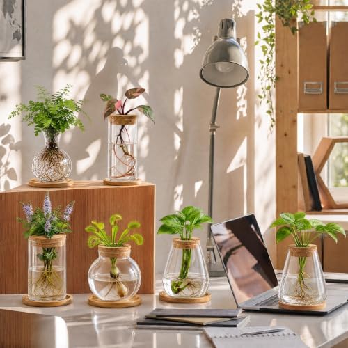Honeydak 6 Pcs Plants Propagation Stations Planter Terrariums with Wooden Lid and Bamboo Stand Sphere Glass Propagation Vases for Plant Growing Hydroponic Home Office Tabletop Decoration - Image 4