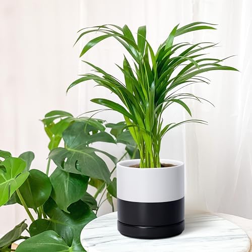 D'vine Dev 6.5 Inch Ceramic Planter Pot, Black White Two Tone, 94-O-C-L - Image 3