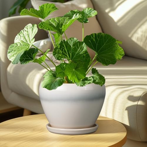 Ceramicfor Ceramic Planter - 8 Inch Plant Pot with Drainage Hole and Saucer, Glaze Round Flower Pot for Home Garden Patio Office, White - Image 4
