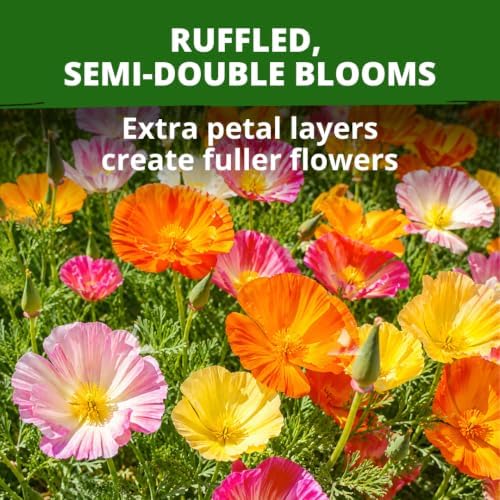 HOME GROWN Poppy Ballerina Mix 10,000 Seeds Eschscholzia californica - Image 5