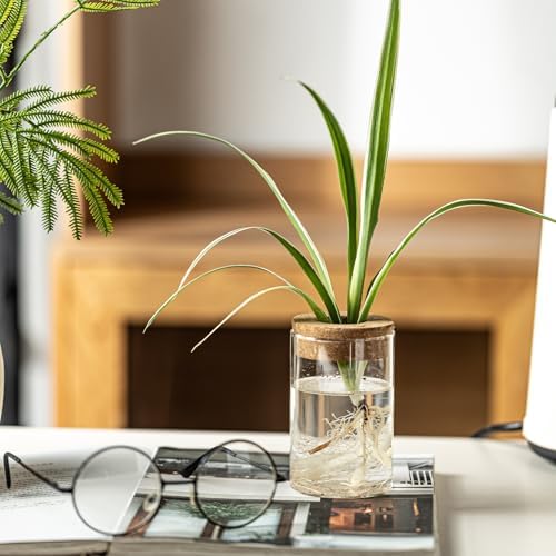 Glass Plant Propagation Stations for Plants – Set of 4(2 Large & 2 Small) Hydroponic Vases for Plant Cuttings,Flower Arrangements, Home & Office Decor–Desktop Vases for Living Room, Bedroom (4) - Image 5