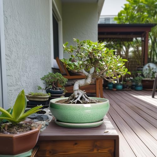 SQOWL Bonsai Pots - 10 Inch Ceramic Succulent Pots with Drainage Hole and Saucer, Shallow Planter for Indoor Plants Flowers, Round Planter Bowl, Living Room Decor, Plant Lover Gifts, Green - Image 3