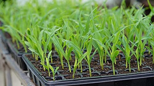 Gardzen 5 Pack Seed Starter Trays with Vented Domes 350 Cell - Image 7