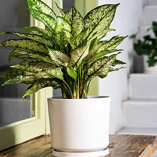Ekirlin 7 inch Plant Pots,Ceramic Flower Planters Indoor,Modern Succulents Containers with Drain Hole Saucer,Decorate Home,Office & Outdoor (White) - Image 2