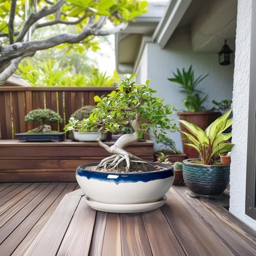 SQOWL Bonsai Tree Pots - 12 Inch Ceramic Succulent Planters, Large Bonsai Pot with Drainage Hole and Tray, Shallow Planter Indoor, Bowl Round Planter, Home Decor, Plant Lover Gift, Blue Off-White - Image 3