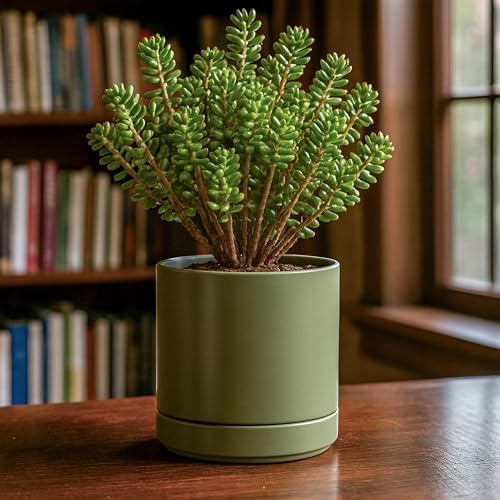 D'vine Dev 6.5 Inch Ceramic Planter Pot, Olive, 94-O-C-J - Image 5