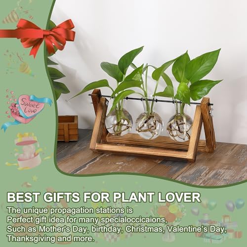 YIBOT Plant Propagation Stations with Wooden Stand & 3 Glass Bulb Vases - Image 4