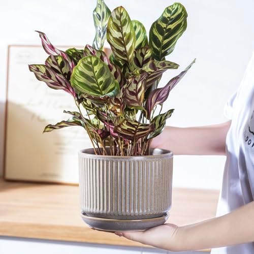 SURE YUESI Ceramic Plant Pots Set of 3, Indoor Outdoor Planters with Drainage Hole and Saucer, Ceramic Flower Pots for Indoor Plants, 4.3+5.5+6.8 Inch, Home, Garden, Patio and Office, Matte Grey - Image 5