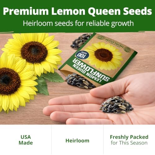 HOME GROWN Lemon Queen Sunflower Seeds, 100 Seeds, Helianthus annuus - Image 6