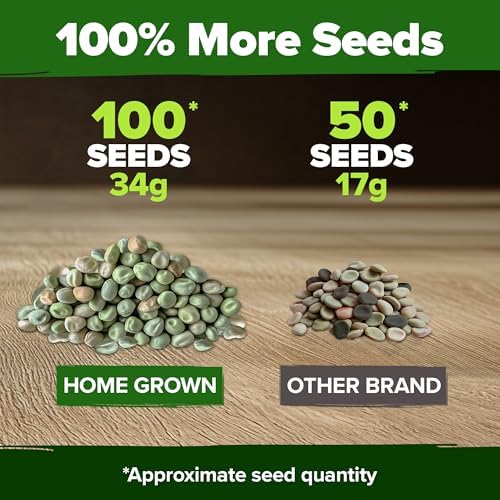 HOME GROWN Organic Cascadia Snap Pea Seeds, 100+ Seeds, Pisum sativum - Image 4