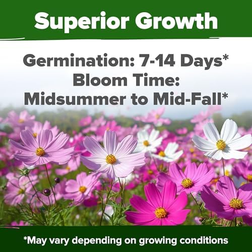 HOME GROWN Cosmos Flower Mix Seeds, 8,000+ Seeds, 1.8 oz - Image 5