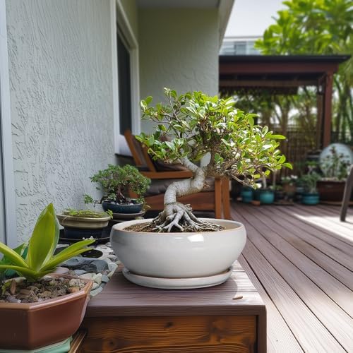 SQOWL Bonsai Pots - 10 Inch Ceramic Succulent Pots with Drainage Hole and Saucer, Large Shallow Indoor Planter, Bowl Round Planter Outdoor, Living Room Decor, Plant Lover Gifts, Gray - Image 3