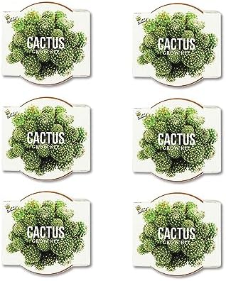 Buzzy Seeds Cactus Grow Kit 6-Pack, Mini Terracotta Pots, Indoor Garden - Image 2
