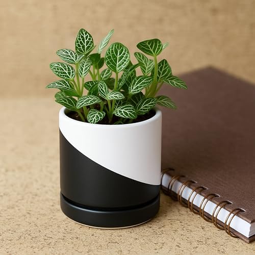 D'vine Dev 3.5 Inch Ceramic Planter Pot, Black White Diagonal, 94-O-A-K - Image 5