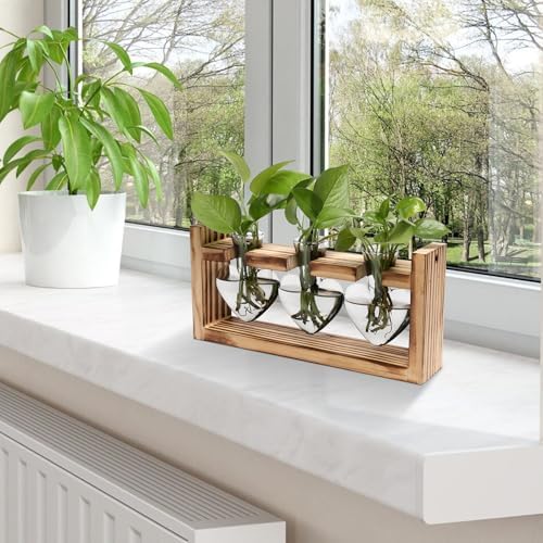 Plant Terrarium Propagation Stations Hydroponics - Image 6
