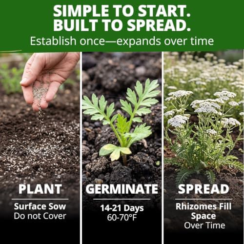 HOME GROWN White Yarrow Seeds, 8,000 Seeds, Achillea millefolium - Image 4
