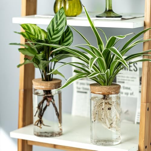 Propagation Vases for Plants, Set of 6(3 Large & 3 Small) Glass Plant Propagation Stations, Plant Propagation Jars for Home Office Windowsill Tabletop Decoration (6) - Image 4