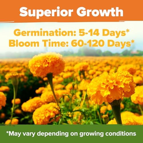 HOME GROWN Crackerjack Marigold 15,000 Seeds, 2.05 oz, Tagetes erecta - Image 4