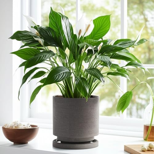 Nihow Ceramic Plant Pot Drainage Hole & Saucer for Indoor Plants, 5.7 Inch - Image 4